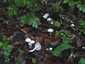 Elefántcsont-csigagomba (Hygrophorus eburneus), Pilis